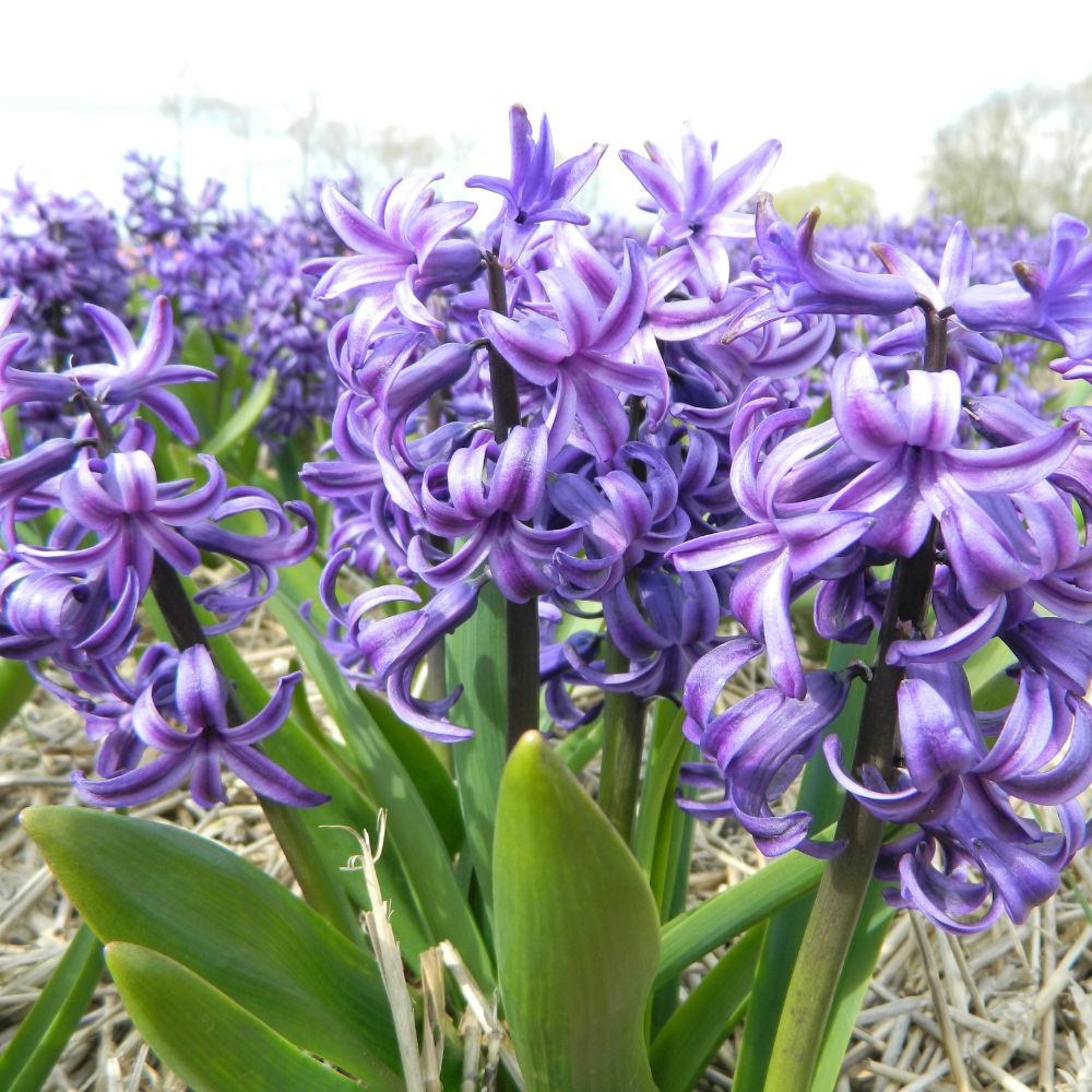 BIO Blumenzwiebeln Hyazinthe Blue Pearl