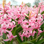 BIO Blumenzwiebeln Hyazinthe Pink Pearl 10 St.