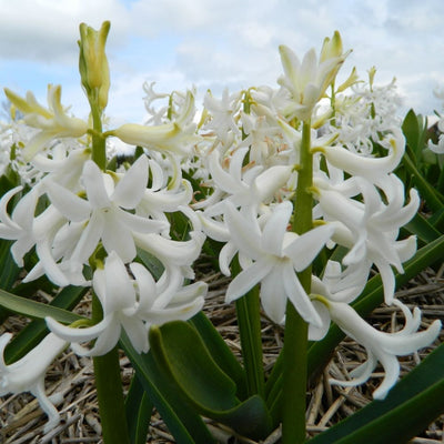 BIO Blumenzwiebeln Hyazinthe White Pearl 10 St.