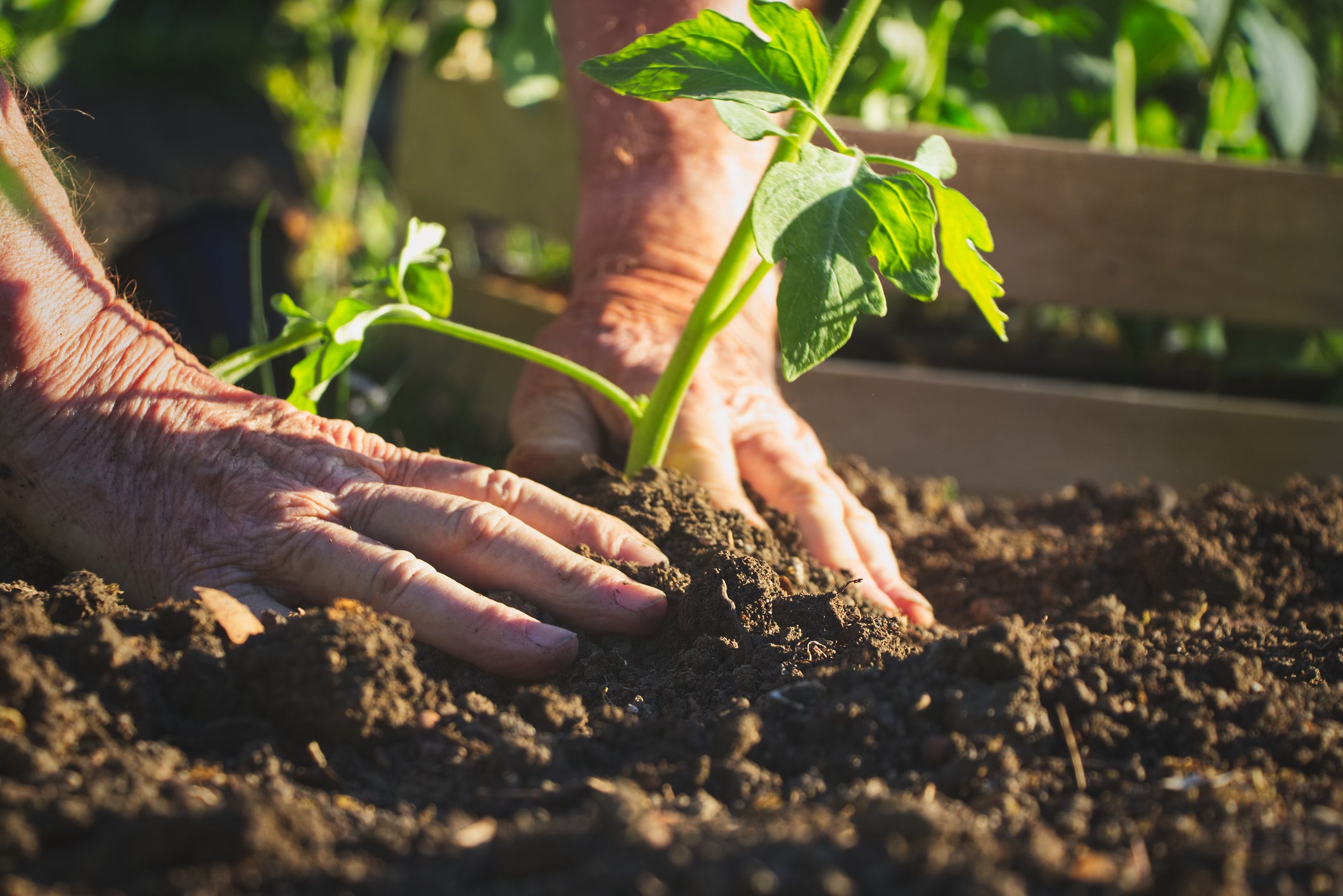 Was kann man jetzt aussäen? Aussaat- und Pflanztipps für den Biogarten von Januar - November für Gemüse, Kräuter u. Blumen