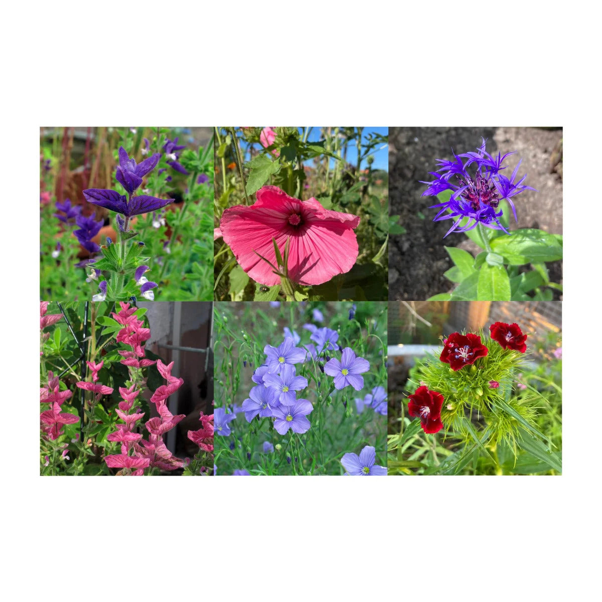BIO Saatgut-Geschenkset Im Blüten-Rausch – Biogartenladen