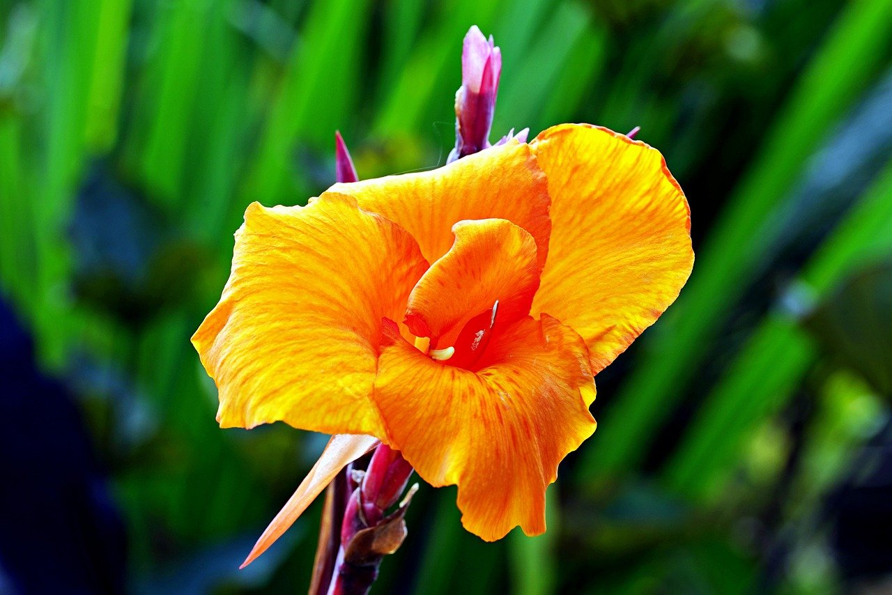 BIO Blumenzwiebeln Canna Indica orange