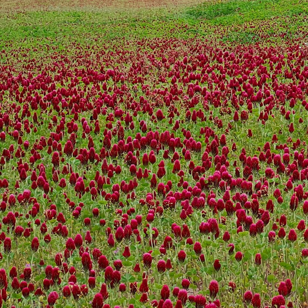 Samenechtes Inkarnatklee Saatgut – nachhaltige Gründüngungspflanze mit purpurroten Blüten für Insekten und Bienen