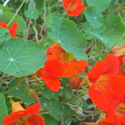 BIO Saatgut Kapuzinerkresse rankend biogartenladen