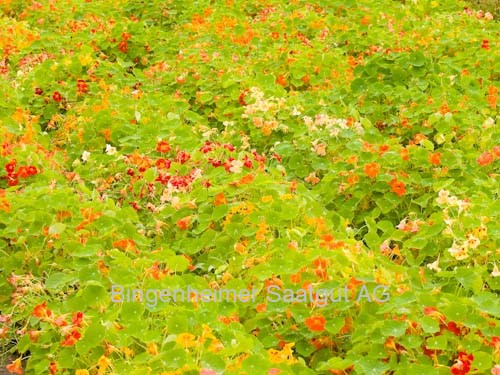 BIO Saatgut Kapuzinerkresse nicht rankend