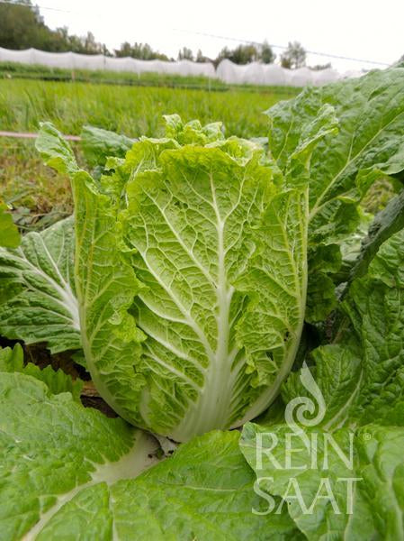 BIO Saatgut Chinakohl Kaito