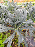 BIO Saatgut Palmkohl Nero di Toscana