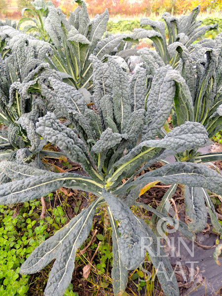 BIO Saatgut Palmkohl Nero di Toscana