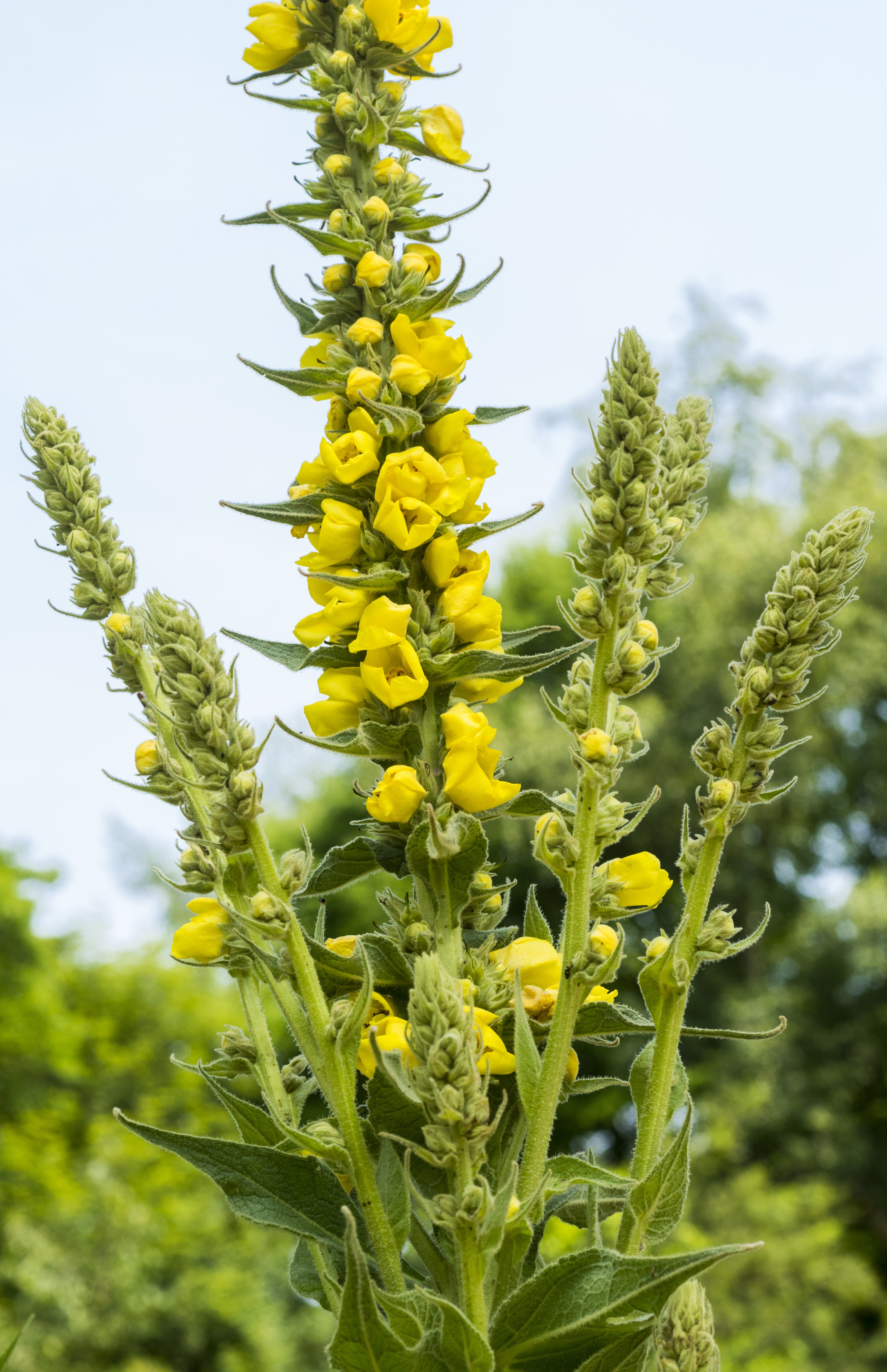 BIO Saatgut Königskerze kleinblütige – Biogartenladen