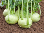 Kohlrabi, Rasko für den ganzjährigen Freilandanbau