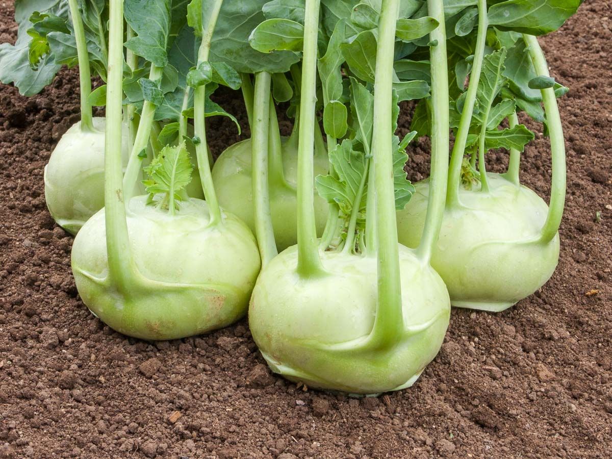 Kohlrabi, Rasko für den ganzjährigen Freilandanbau