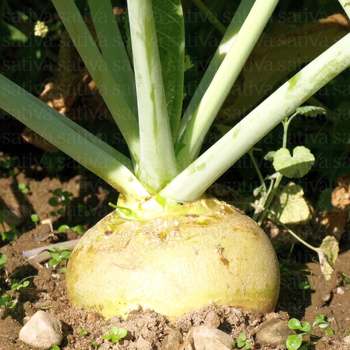 BIO Saatgut Kohlrübe Wilhelmsburger – Biogartenladen