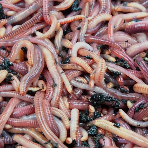 Kompostwürmer 1