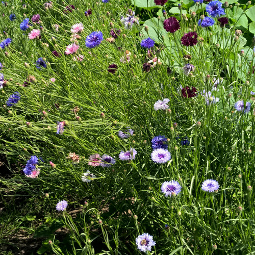 Kornblume bunt biogartenladen