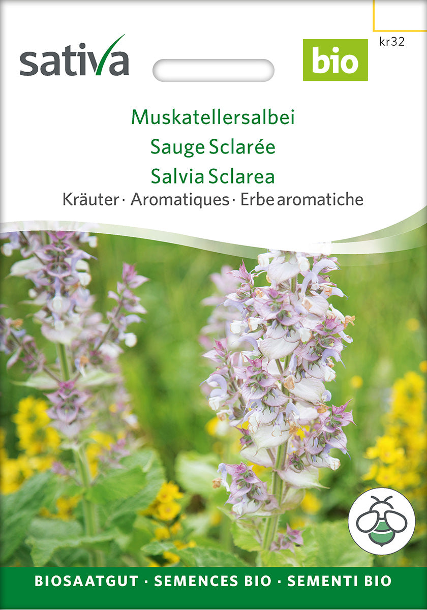Duftender Muskatellersalbei mit hohen Blütenständen – zweijährige Heil- und Würzpflanze mit zart rosa-violetter Blüte im naturnahen Garten