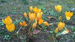 Krokus Gelber Riese biogartenladen 1