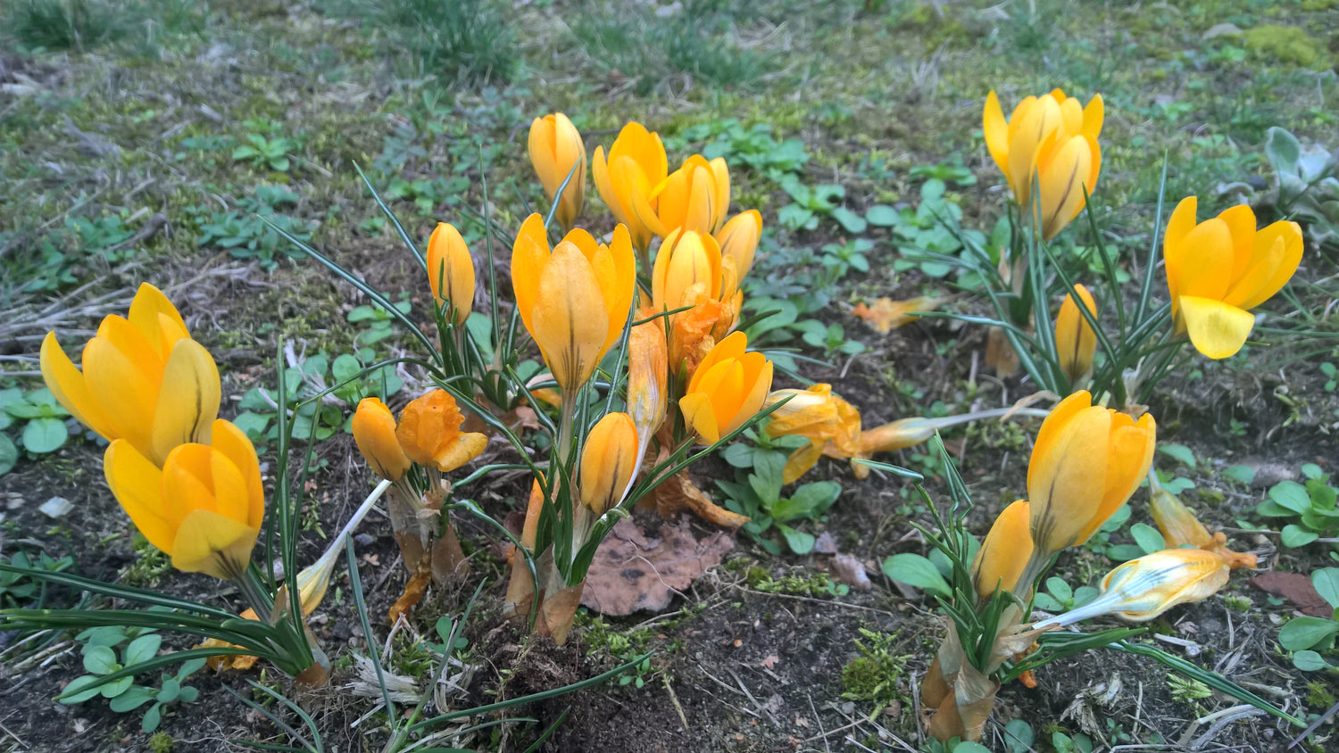 Krokus Gelber Riese biogartenladen 1