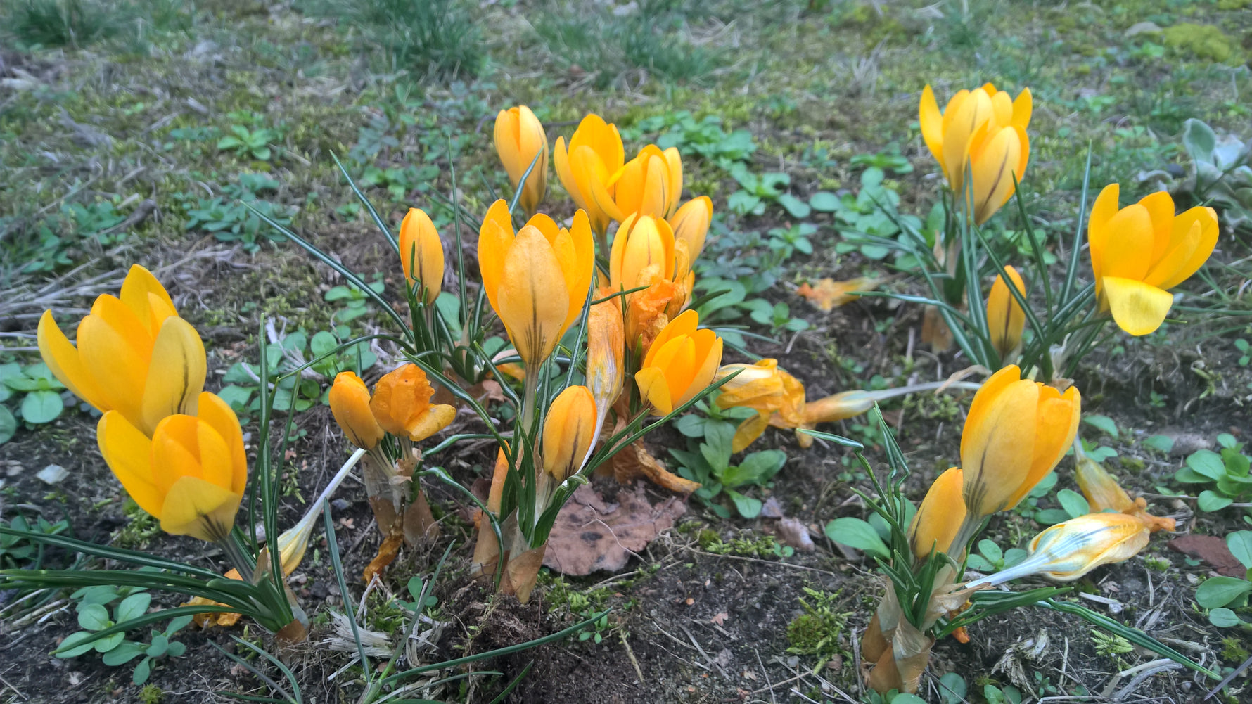 Krokus Gelber Riese biogartenladen 1
