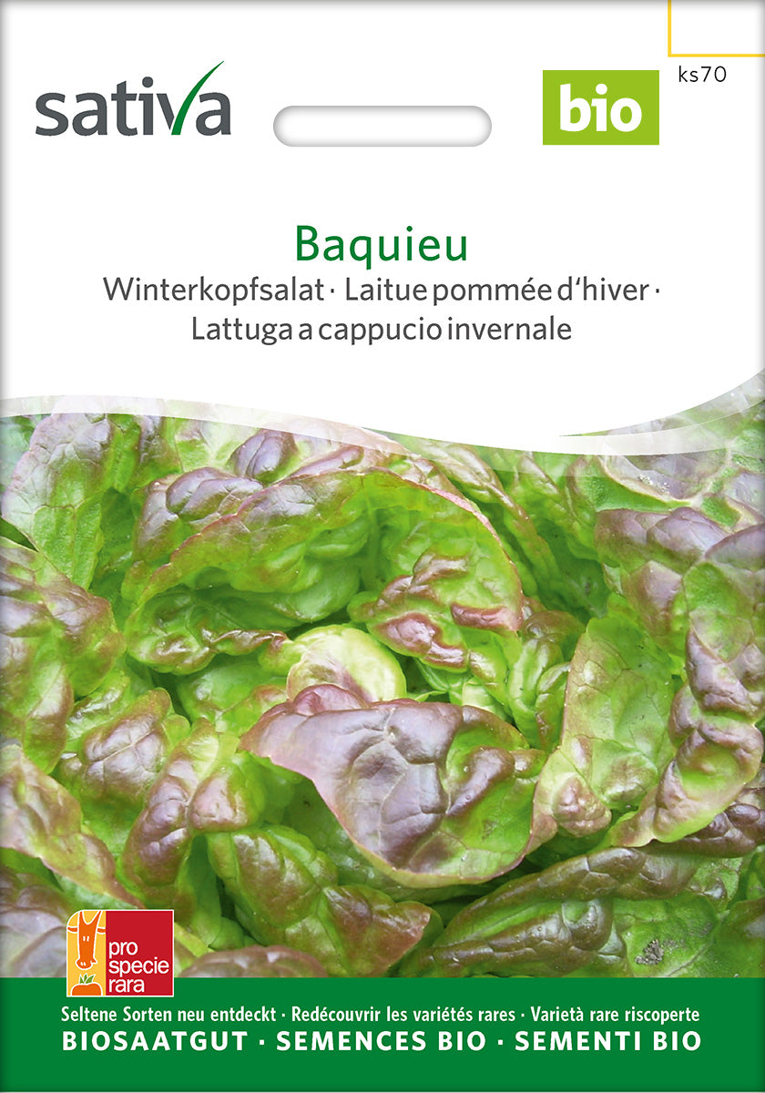 BIO Saatgut Winterkopfsalat Baquieu (Lactuca sativa) – rotbraune Köpfe mit hellgrünem Herz, samenechte Sorte in EU BIO Qualität für Überwinterungsanbau