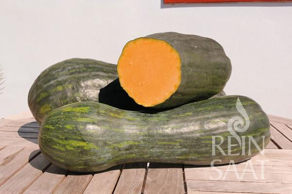 Kürbis Langer von Neapel