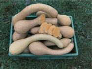 Moschuskürbis Trombetta Di Albenga