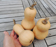 Kürbis Mini Butternut