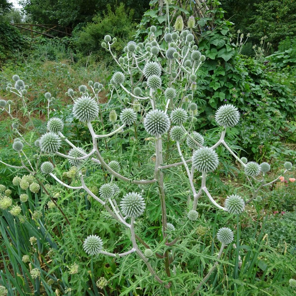 BIO Saatgut Kugeldistel