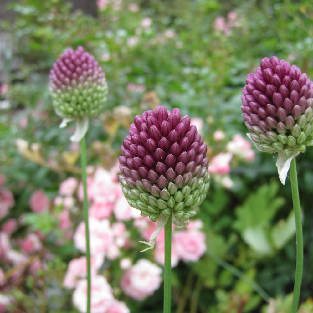 BIO Blumenzwiebel Allium spaerocephalon