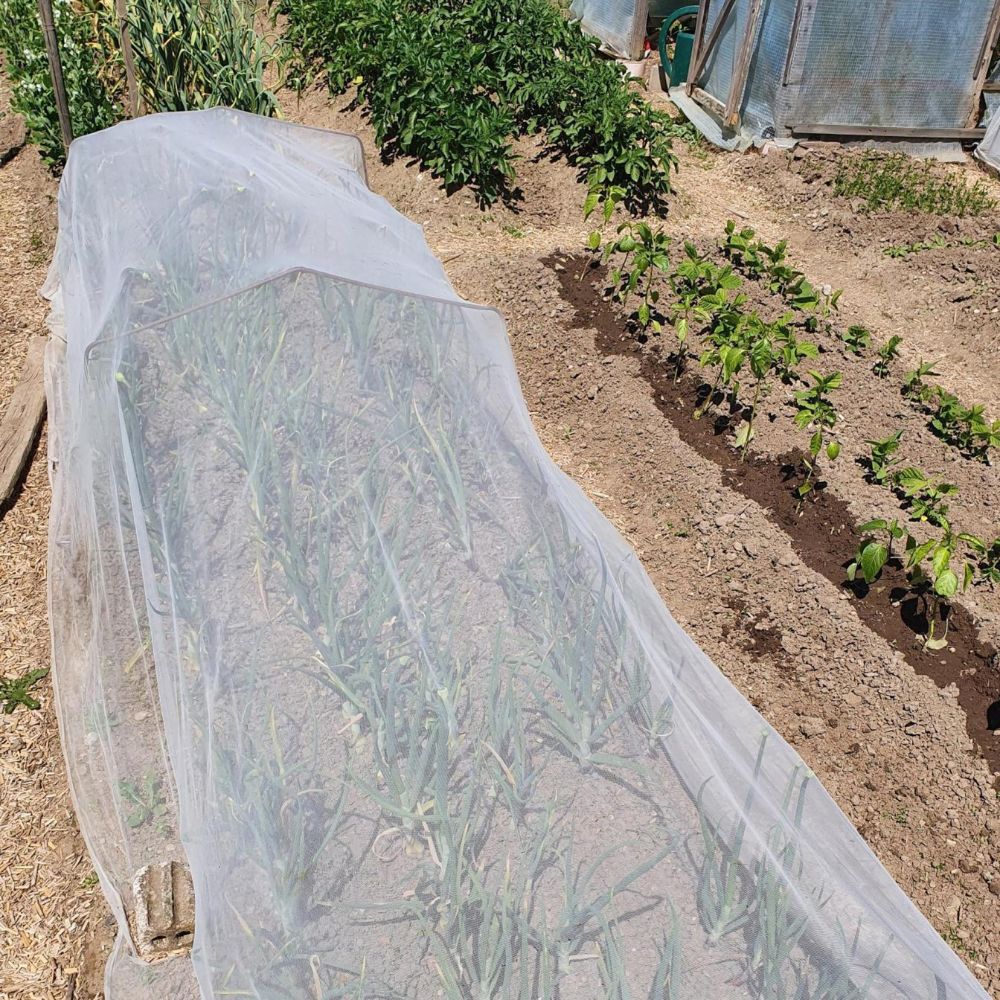 Biologisch abbaubares Gartennetz aus PLA – Kulturschutznetz gegen Schädlinge, Frost und Vogelfraß, 2,1 x 5 Meter