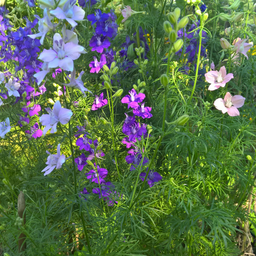 BIO Saatgut Lanzenrittersporn – Biogartenladen
