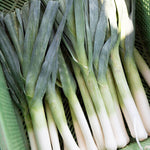 BIO Saatgut Lauch Hilari