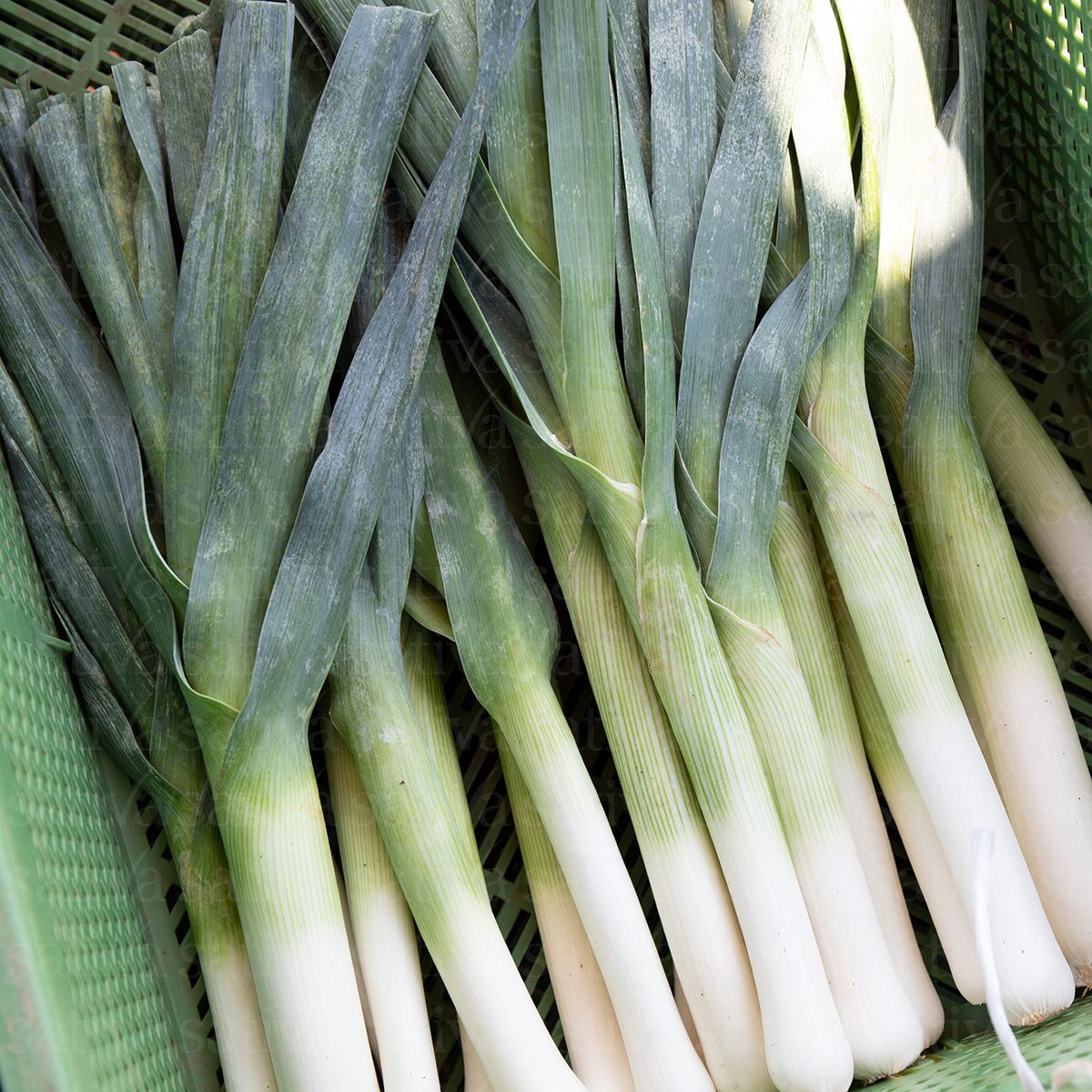 BIO Saatgut Lauch Hilari