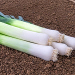 BIO Saatgut Lauch Kulaures