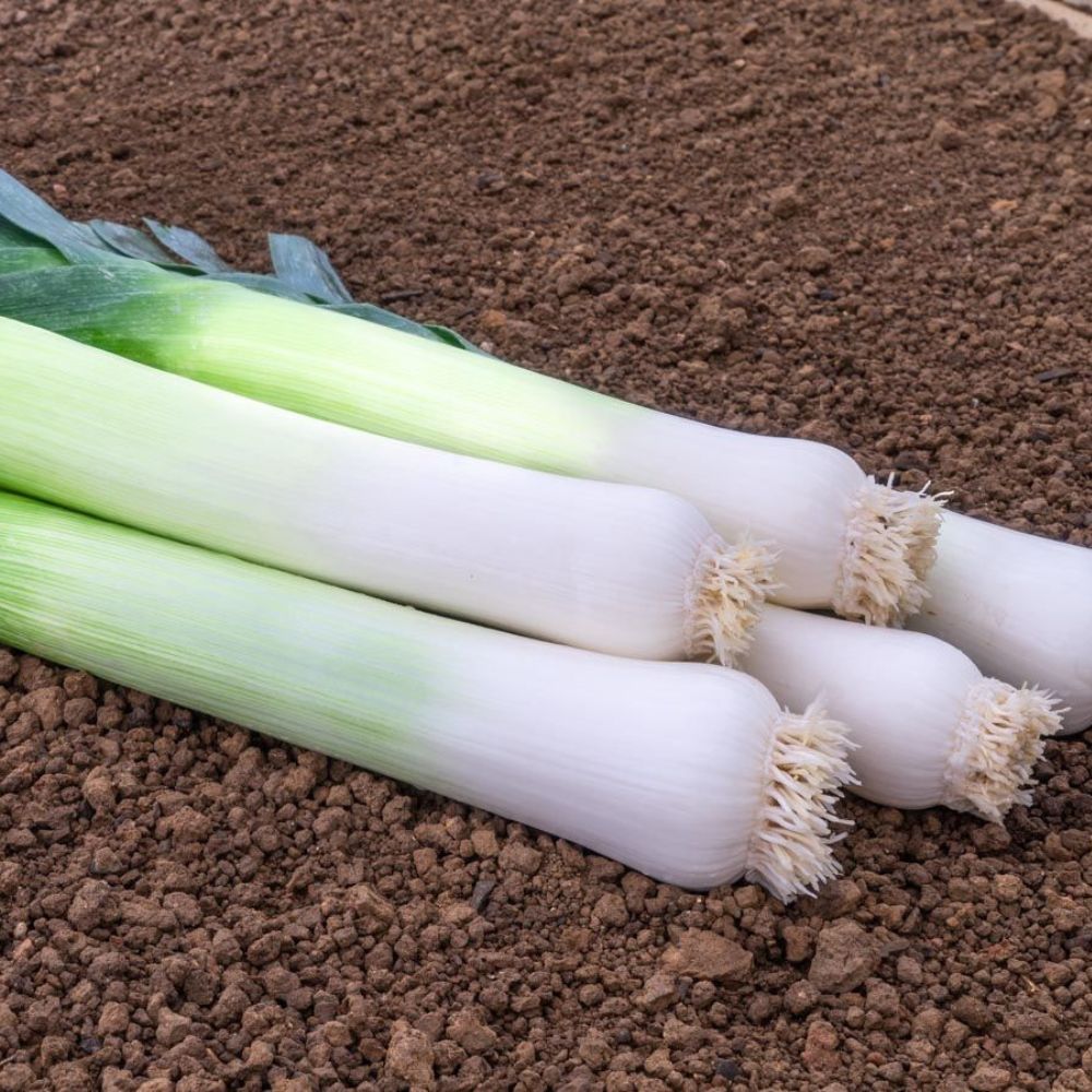 BIO Saatgut Lauch Kulaures