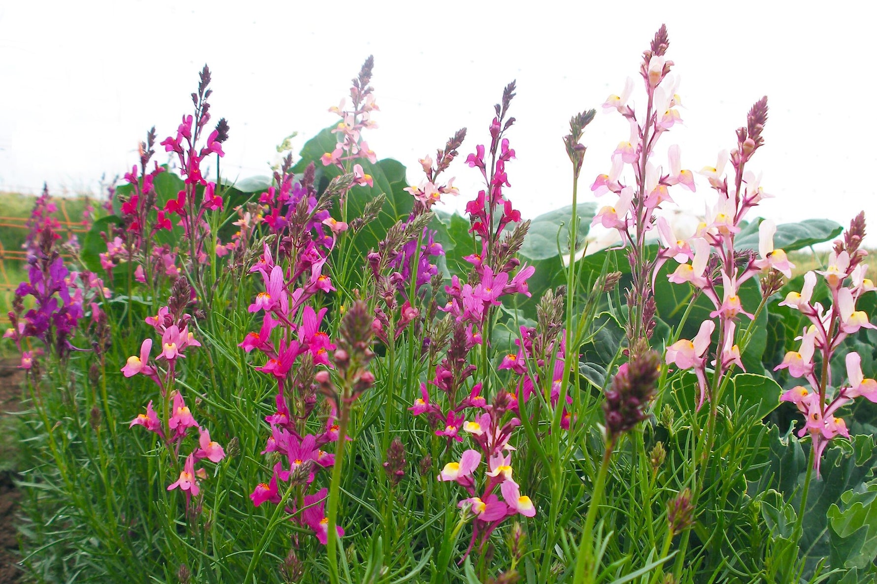 BIO Saatgut Marokkanisches Leinkraut