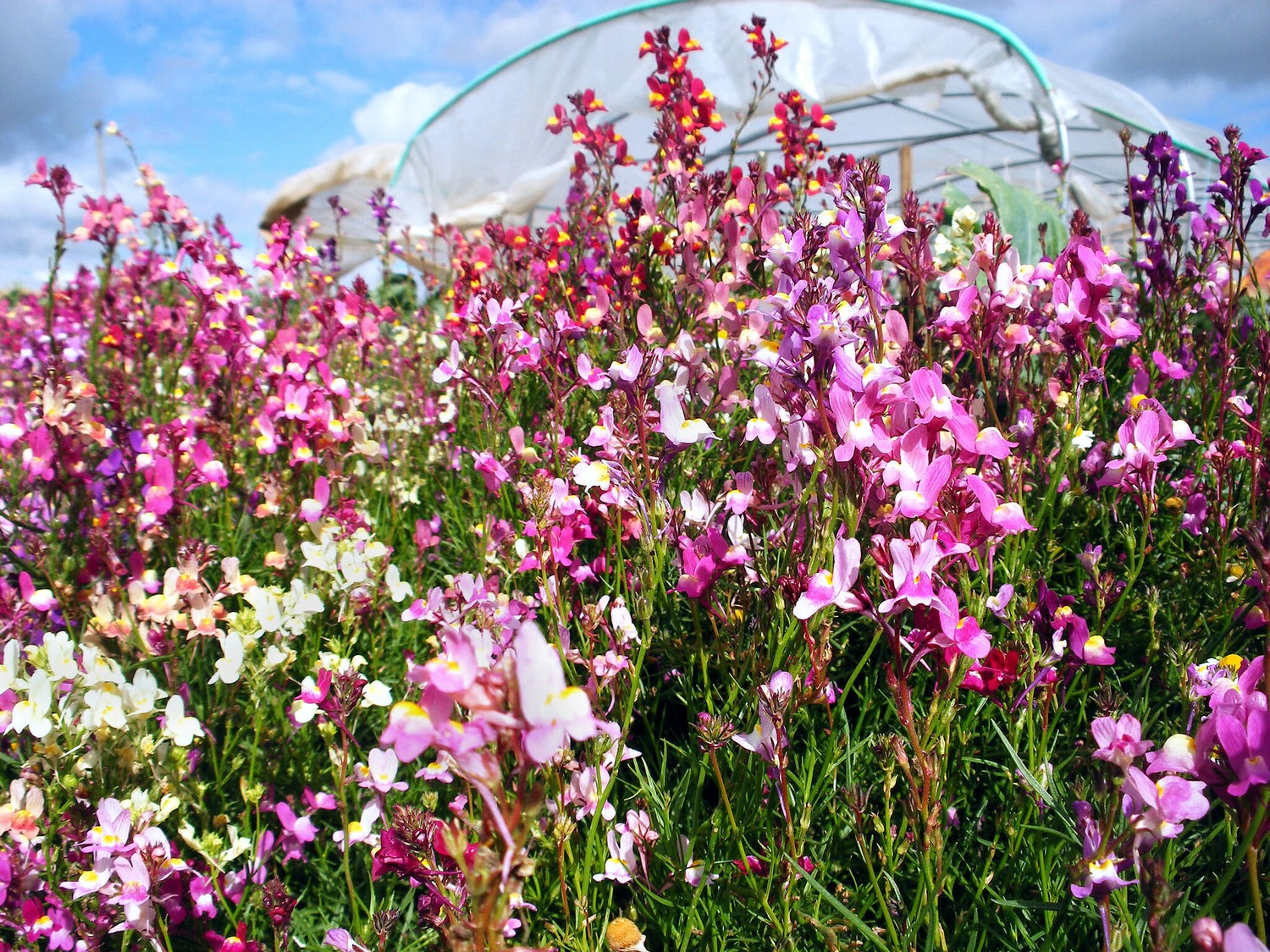 Marokkanisches Leinkraut