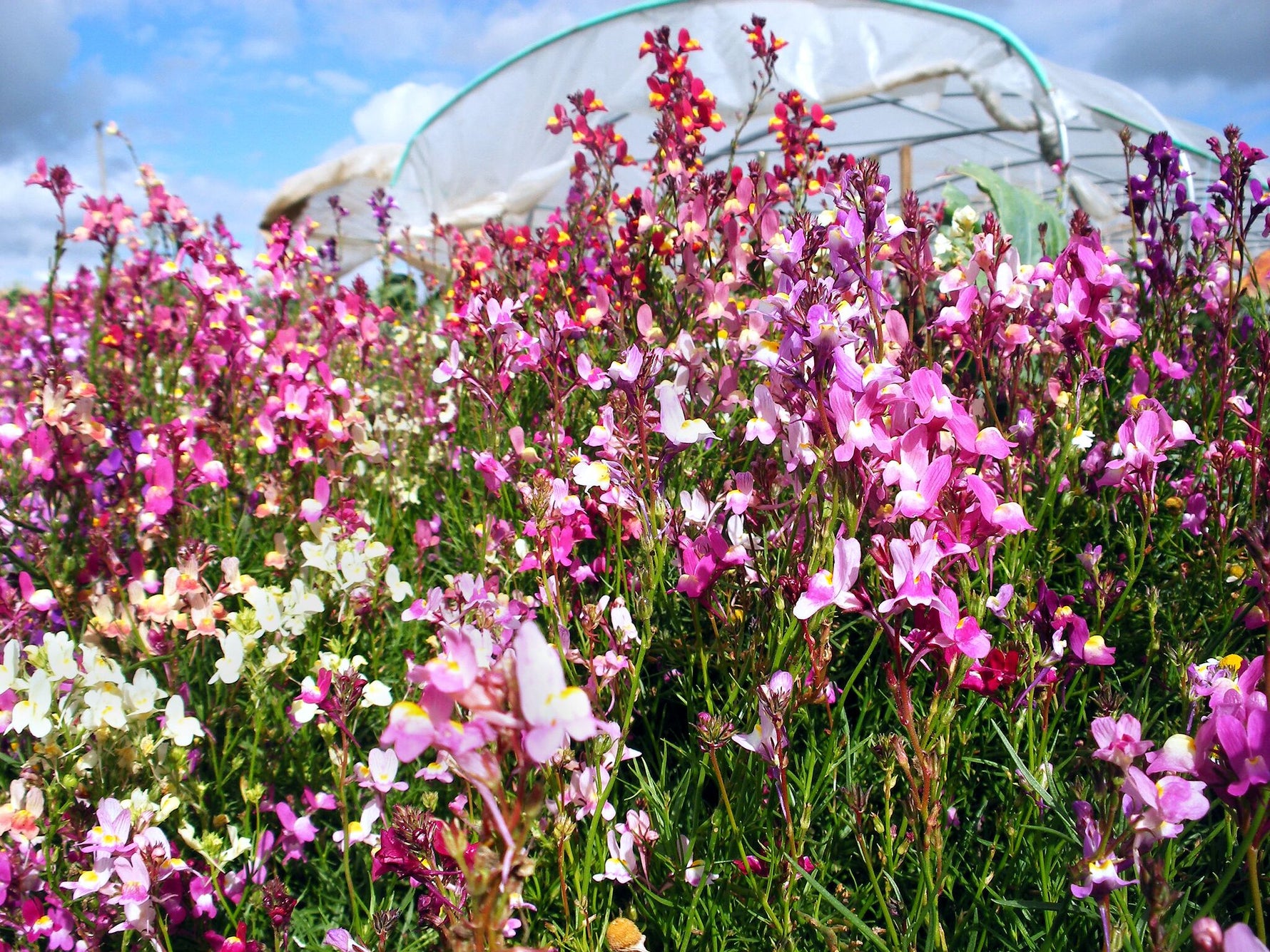 Marokkanisches Leinkraut