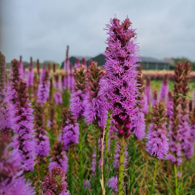 BIO Blumenzwiebeln Prachtscharte violett 5 Stück