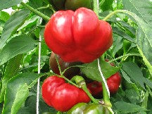Paprika Liebesapfel