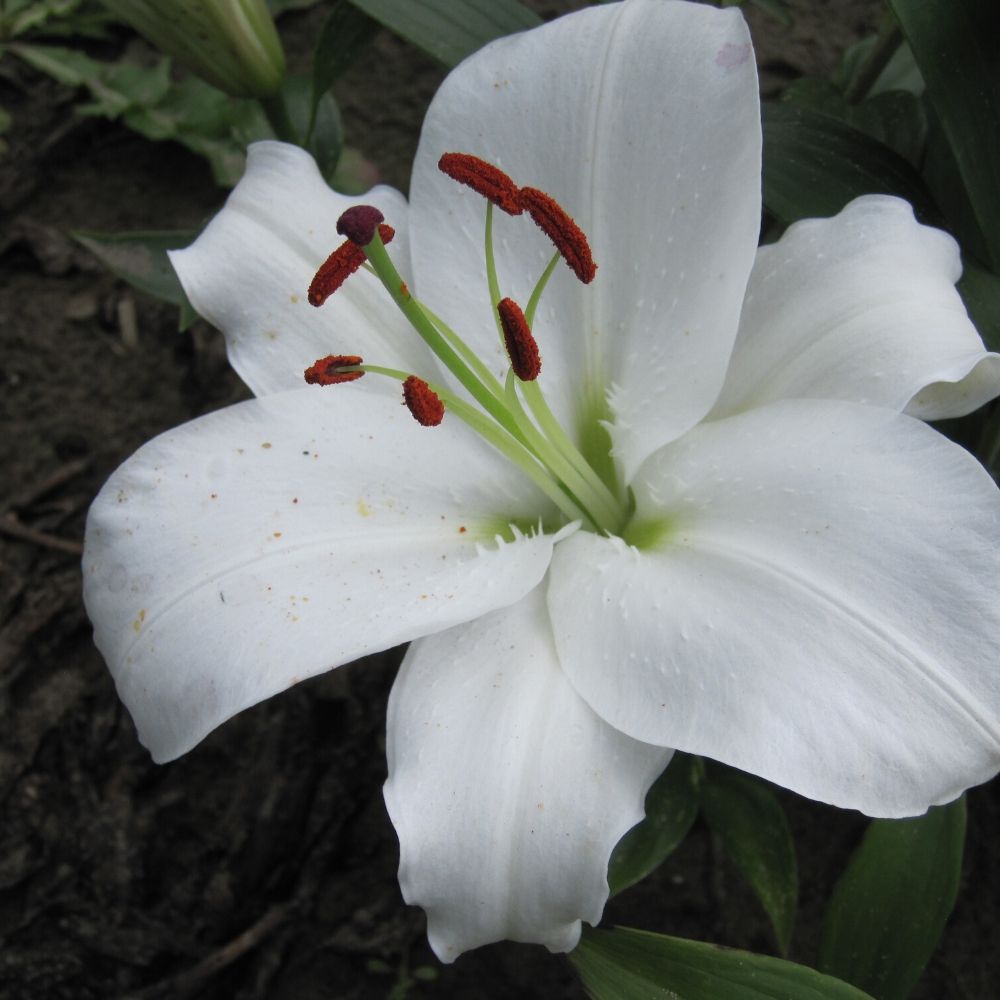 BIO Blumenzwiebeln Lilie Tisento