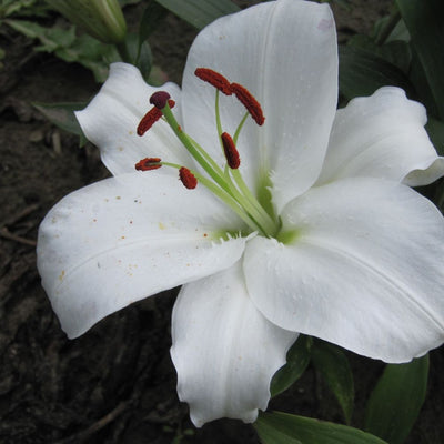 BIO Blumenzwiebeln Lilie Tisento 3 Stück