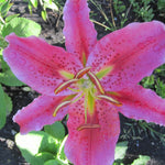 BIO Blumenzwiebeln Lilie Tiber