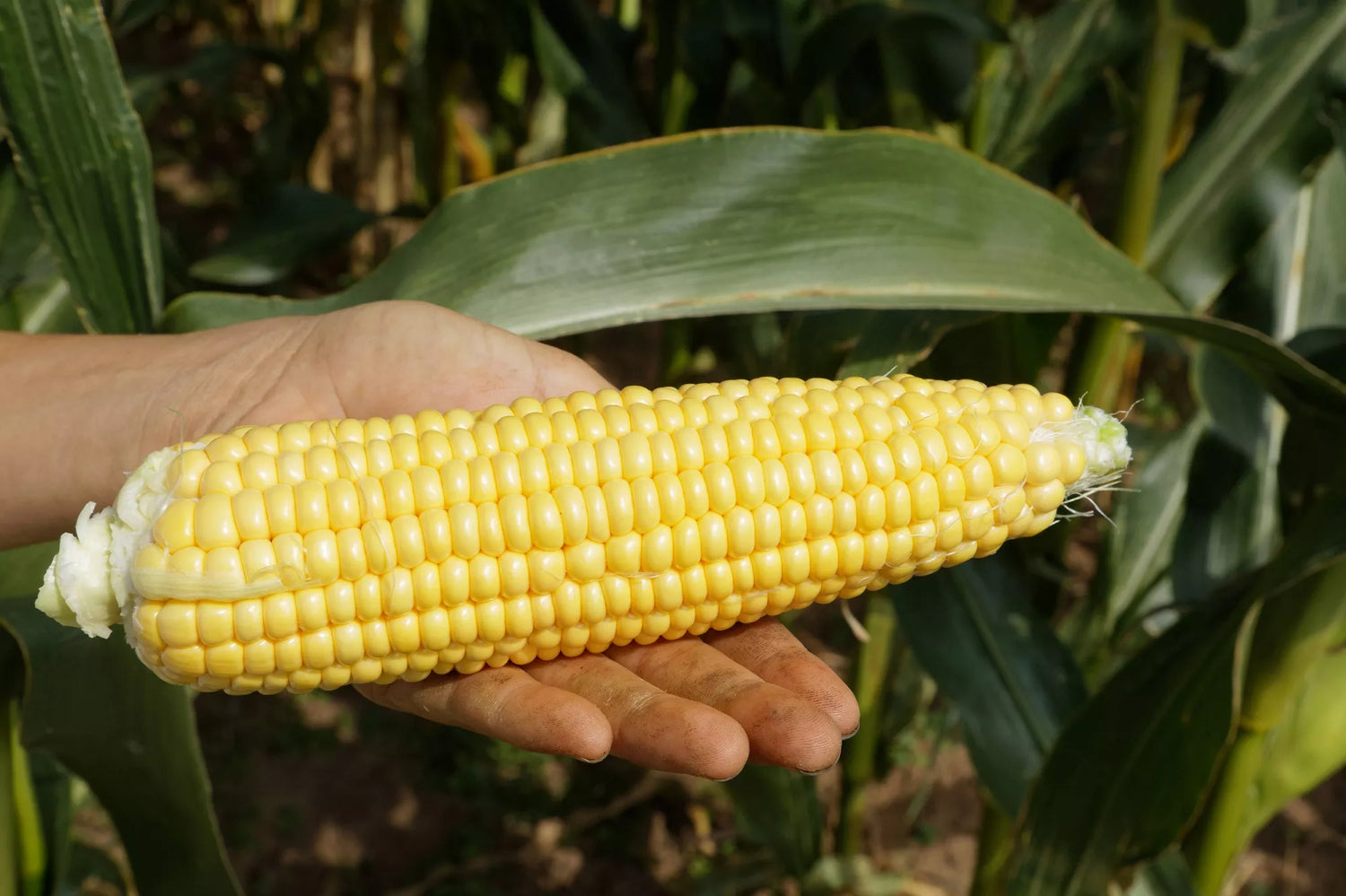 BIO Saatgut Zuckermais Lisanco