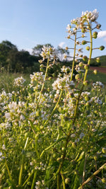 BIO Saatgut Löffelkraut