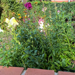 BIO Saatgut Löwenmäulchen biogartenladen