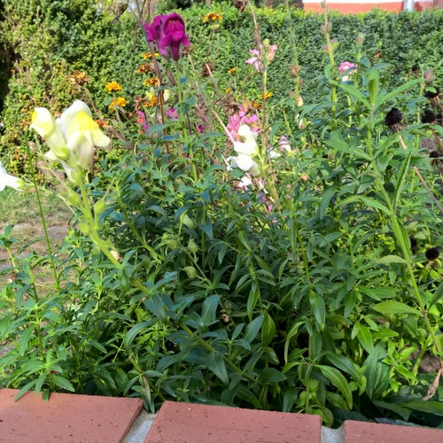 BIO Saatgut Löwenmäulchen biogartenladen