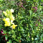 Löwenmäulchen biogartenladen