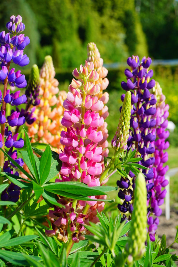 BIO Saatgut Bunte Lupine – Biogartenladen