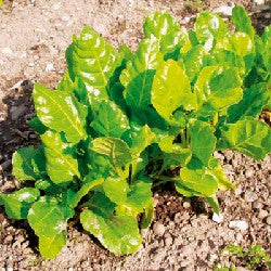 Schnittmangold Grüner Schnitt