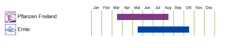 BIO Saatgut Bataviasalat Maravilla de Verano, Kulturanleitung